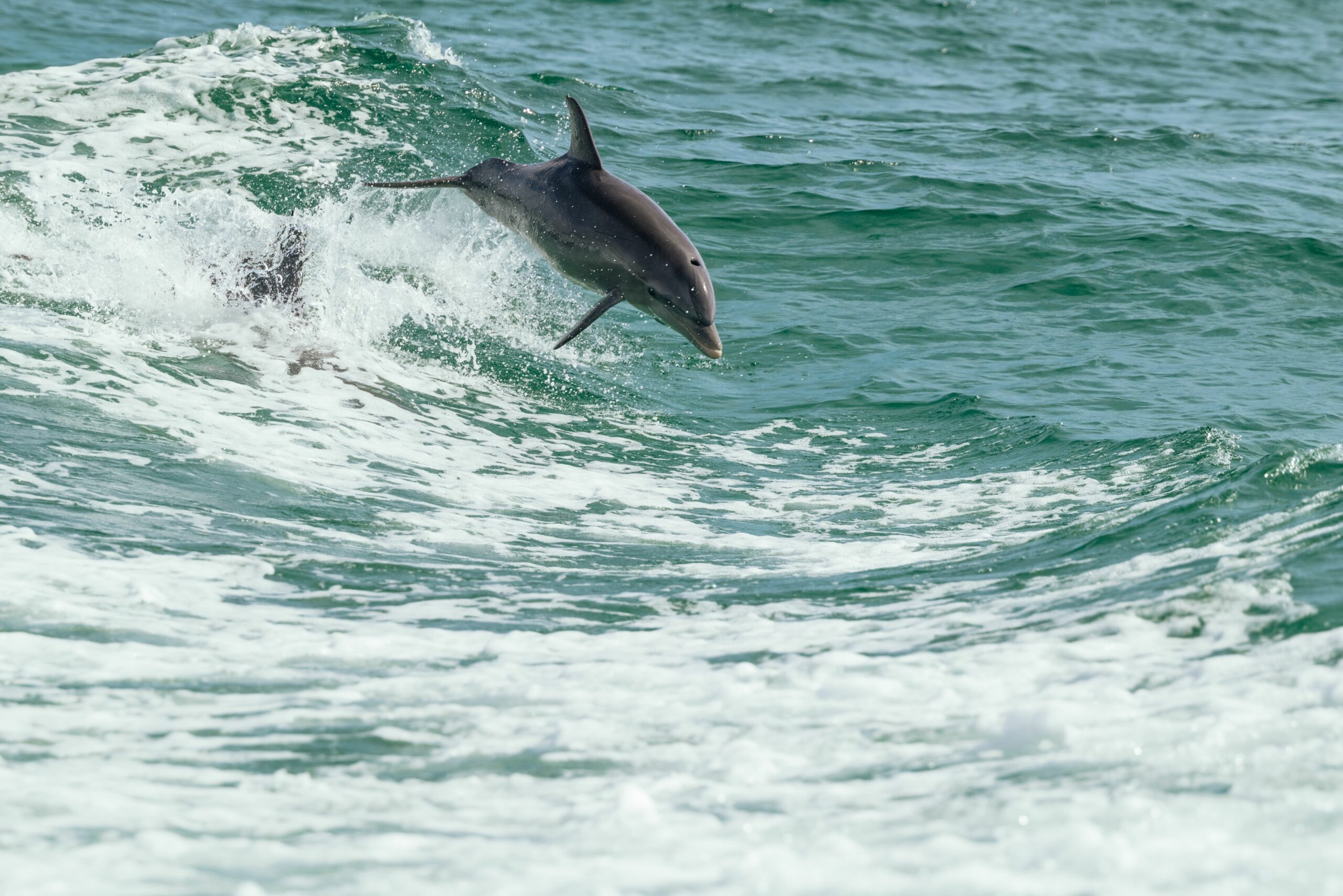 Carpe, requin ou dauphin&nbsp;: rester ferme sans devenir dur